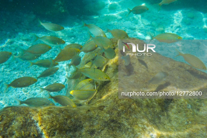 Underwater Shots In Tropea, Italy