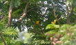 A Black Hooded Oriole Bird sits on a tree branch in Siliguri, India, on September 20, 2025...