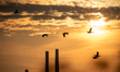 Double-crested cormorants are seen in flight as pollution and steam rise from the stacks o...