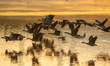 Canada geese are seen in flight at sunrise at the Oxbow Nature Conservancy in Lawrenceburg...