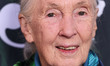 (FILE) Jane Goodall Dead At 91. Jane Goodall, the famed primatologist, anthropologist and...