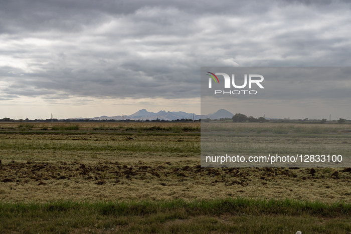 Rice Harvesting, Processing And Transport, Is Seen In Marysville, Calif.