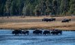 A herd of American bison is seen at Yellowstone National Park in Yellowstone, United State...