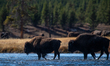 A herd of American bison is seen at Yellowstone National Park in Yellowstone, United State...