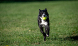 Sunny the border collie plays fetch with a tennis ball during the early morning hours in B...