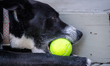 Sunny the border collie plays fetch with a tennis ball during the early morning hours in B...