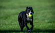 Sunny the border collie plays fetch with a tennis ball during the early morning hours in B...