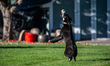 Sunny the border collie plays fetch with a tennis ball during the early morning hours in B...