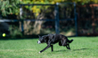 Sunny the border collie plays fetch with a tennis ball during the early morning hours in B...