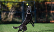 Sunny the border collie plays fetch with a tennis ball during the early morning hours in B...