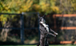 Sunny the border collie plays fetch with a tennis ball during the early morning hours in B...
