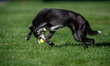 Sunny the border collie plays fetch with a tennis ball during the early morning hours in B...
