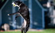 Sunny the border collie plays fetch with a tennis ball during the early morning hours in B...