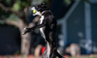 Sunny the border collie plays fetch with a tennis ball during the early morning hours in B...