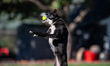 Sunny the border collie plays fetch with a tennis ball during the early morning hours in B...