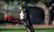 Sunny the border collie plays fetch with a tennis ball during the early morning hours in B...