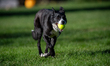 Sunny the border collie plays fetch with a tennis ball during the early morning hours in B...