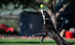 Sunny the border collie plays fetch with a tennis ball during the early morning hours in B...