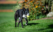 Sunny the border collie plays fetch with a tennis ball during the early morning hours in B...