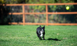 Sunny the border collie plays fetch with a tennis ball during the early morning hours in B...
