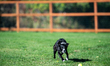 Sunny the border collie plays fetch with a tennis ball during the early morning hours in B...