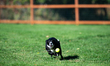 Sunny the border collie plays fetch with a tennis ball during the early morning hours in B...