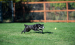 Sunny the border collie plays fetch with a tennis ball during the early morning hours in B...