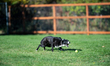 Sunny the border collie plays fetch with a tennis ball during the early morning hours in B...