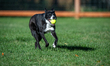 Sunny the border collie plays fetch with a tennis ball during the early morning hours in B...