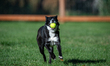 Sunny the border collie plays fetch with a tennis ball during the early morning hours in B...