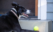 Sunny the border collie plays fetch with a tennis ball during the early morning hours in B...