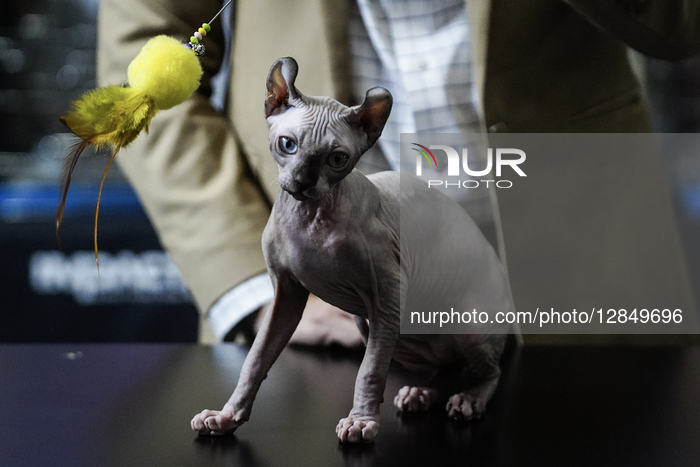 Thailand International Pet Variety Exhibition 2025.