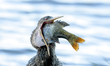 An anhinga struggles to swallow a fish that may be too big for it at Lake Eola Park in Orl...