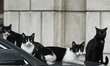 BUCHAREST, ROMANIA – OCTOBER 09:A clowder of stray cats rests on the hood of a parked car...