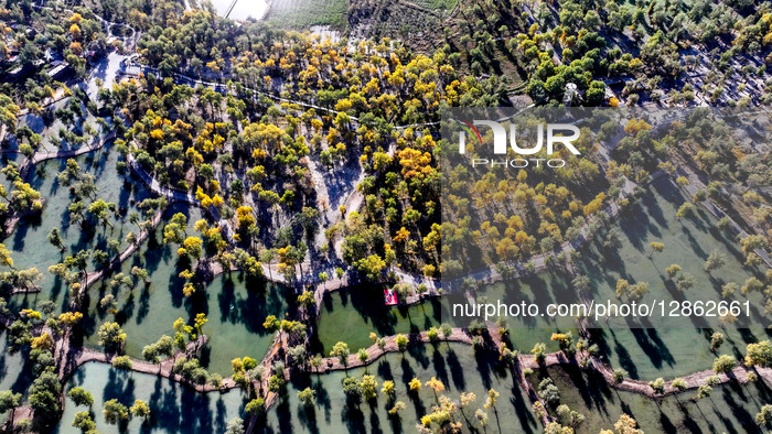 Blooming Populus Euphratica Forest in Aksu 