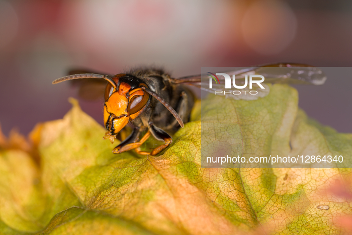 Asian hornet (Vespa velutina)