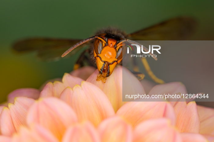 Asian hornet (Vespa velutina)