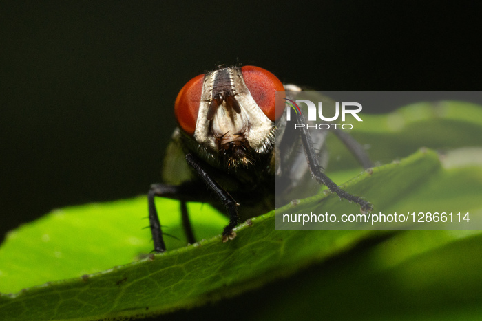 Insects In A Home Garden In Colombo, Sri Lanka