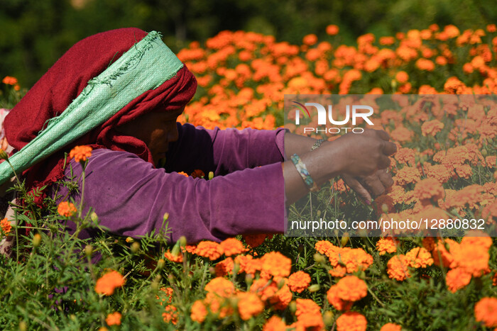 Farmers Harvest Marigold Flowers For Tihar Festival In Kathmandu, Nepal 