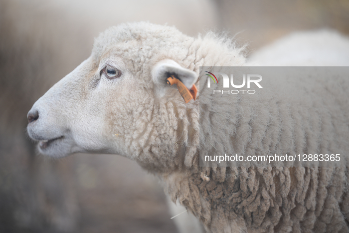 Annual Pumpkin Festival Warsaw