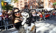The 35th Annual Tompkins Square Halloween Dog Parade takes place in New York City, United...