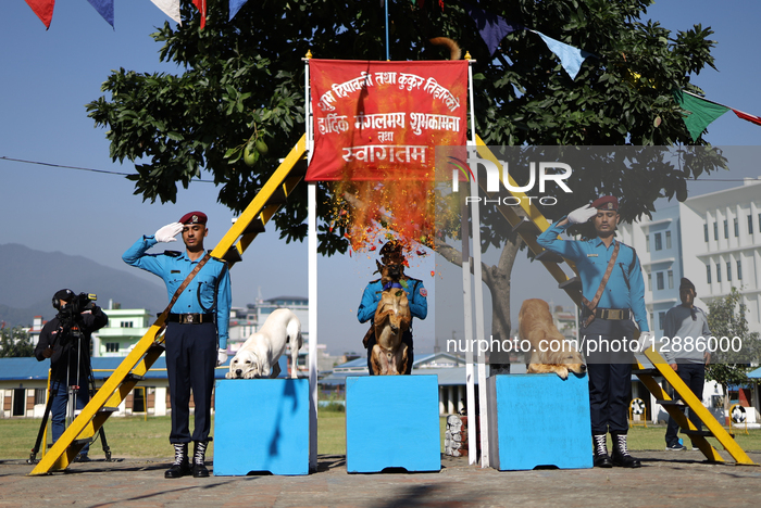 Nepal Worship Dogs On Kukur Tihar: Fiesta Of Hounds