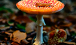 The autumn season is here, meaning there are mushrooms in forests and national parks acros...