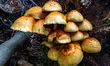 The autumn season is here, meaning there are mushrooms in forests and national parks acros...