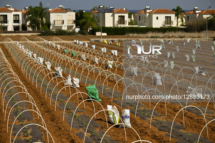 Daily Life In Famagusta District