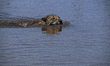The Brazilian Pantanal, the largest flooded plain on the planet, recovers after the severe...