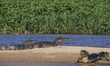 The Brazilian Pantanal, the largest flooded plain on the planet, is reborn after the sever...