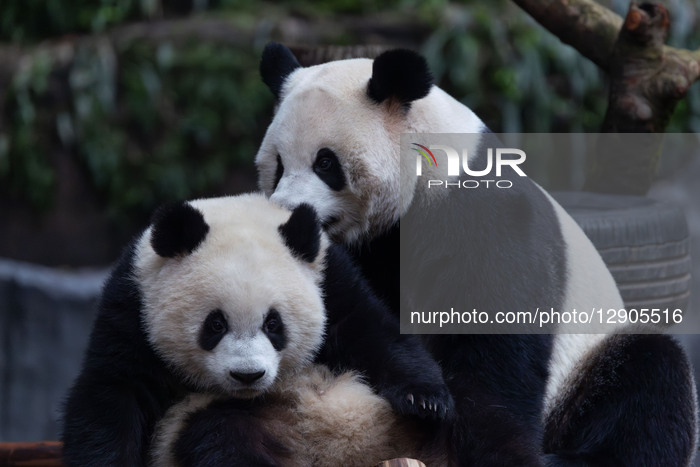 Chongqing Zoo Giant Panda