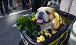 A bulldog dressed as a bumblebee is wheeled in a carriage and poses for a photo during the...