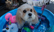 A dog named 89 sits in a kiddie pool and poses for a photo during the Washington Square Pa...